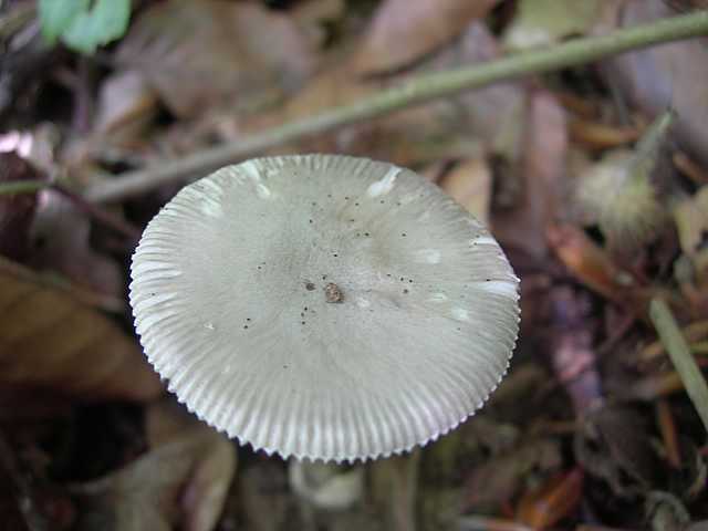 Funghi di frontiera